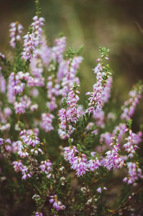 #heather Heather Core Aesthetic, Heather Aesthetic, Heather Core, Forest Witch Aesthetic, Heather Plant, Forest Witch, Plant Aesthetic, Witch Aesthetic, + Core + Aesthetic