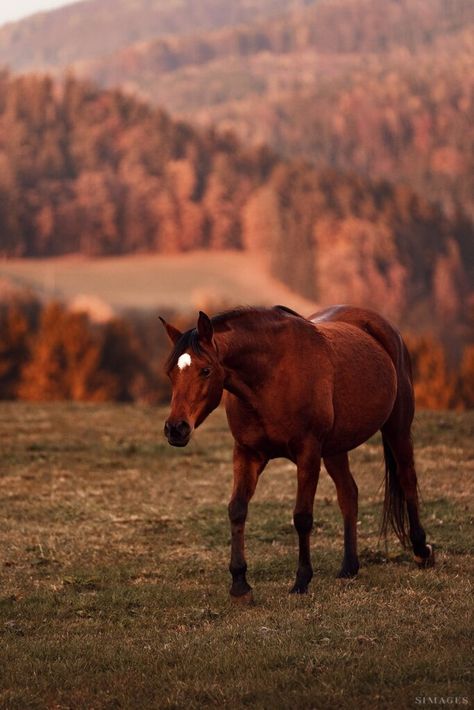 Autumn Horse Wallpaper, Autumn Horse Aesthetic, Horse Asthetics Photos, Fall Horse Wallpaper, Horses In Autumn, Wild Horse Photography, Cheval Aesthetic, Red Horse Aesthetic, Wild Horse Aesthetic