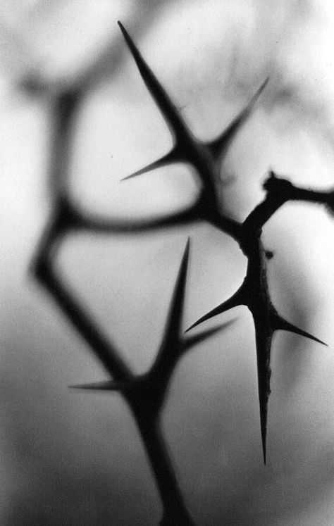 thorns - Bing Images Yennefer Of Vengerberg, Ange Demon, Black And White Photograph, Crown Of Thorns, White Photo, Writing Inspiration, Yin Yang, The Words, Black And White Photography