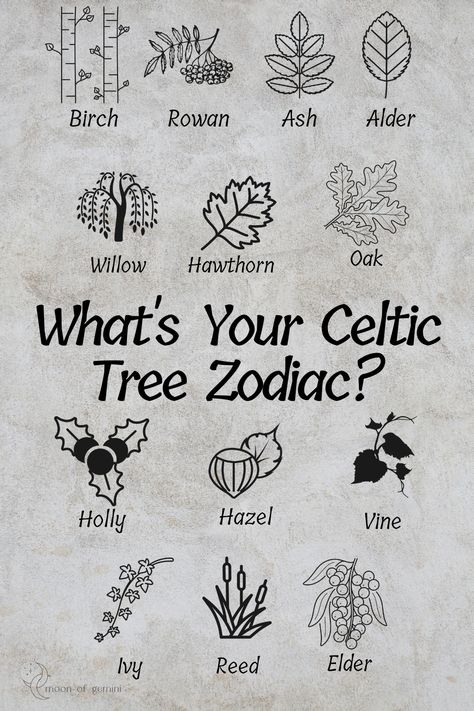 Celtic Zodiac Signs Symbols, Celtic Good Luck Symbols, Zodiac Trees, Celtic Moon Tattoo, Celtic Tree Zodiac, Tree Zodiac, Memories Tattoo, Druid Tattoo, The Three Fates