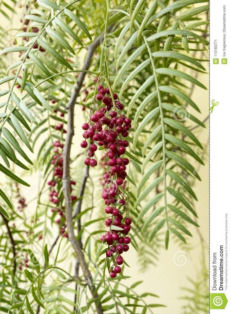 Greece Food, Wedding Flower Trends, Plant Sketches, Pepper Tree, Mediterranean Plants, French Beaded Flowers, Pepper Plants, Food Group, Pink Pepper