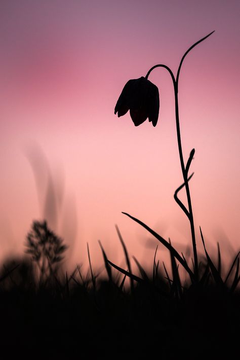 Silhouette Landscape Photography, Sillouttes Images Aesthetic, Silhouette Photography Nature, Silhouette Photography Ideas, Thumbnail Painting, Silhoutte Photography, Wildlife Silhouette, Minimalistic Photography, Photography Silhouette