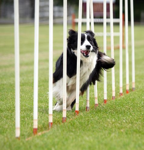 Dog Agility Equipment, Dog Friendly Backyard, Dog Agility Course, Cpvc Fittings, Dog Kennel Designs, Elderly Dogs, Dog Playground, Dog Enrichment, Pvc Fittings