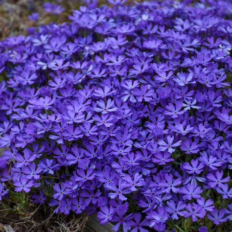 'Violet Pinwheels' - Phlox hybrid | Proven Winners Moss Phlox, Creeping Phlox, Purple Plants, Ground Cover Plants, Starter Plants, Garden Yard Ideas, Flowers Perennials, Perennial Plants, Ground Cover