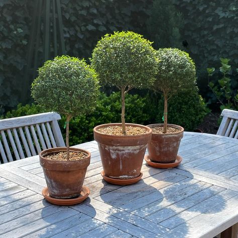 Fully restocked on topiaries! We have a great selection at the shop. The nice thing is we get to house the overflow at our home until they… | Instagram Potted Topiary, Porch Topiary Ideas, Plant Topiary, Table Top Topiary, Pottery Barn Topiary, Box Topiary, Porch Topiary, Coffee Table Books Decor, Preserved Boxwood Topiary