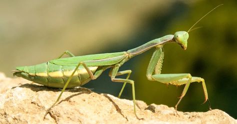 As you may already know, praying mantises are predators. They eat other bugs including flies, mosquitoes, and caterpillars. Given this, it’s important to provide them with an enclosure that offers plenty of prey. But what are the best plants for a praying mantis enclosure? In this article, we will explore some of the best plants to include in a praying mantis enclosure. We will also discuss the benefits of each plant and why they make good additions to your mantis habitat. So, whether you’re j Praying Mantis Enclosure Ideas, Praying Mantis Enclosure, Mantis Anatomy, Mantis Enclosure, Bird People, Insect Photography, Best Plants, Venus Fly Trap, Praying Mantis