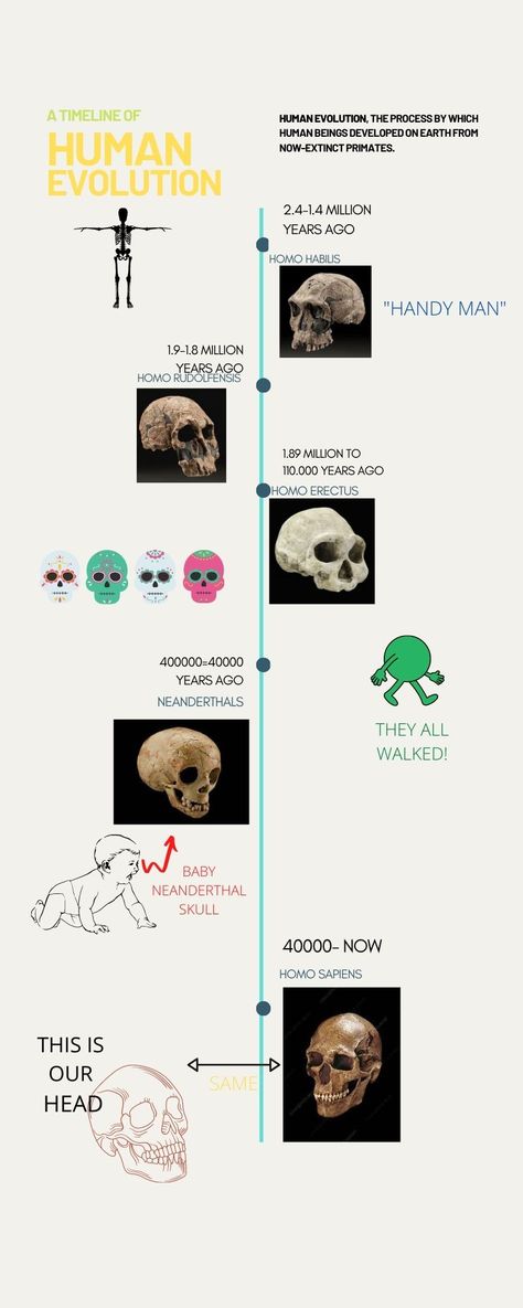 Human Evolution Tree, Human Evolution Timeline, Bio Chemistry, Life Timeline, Grade 12, Human Evolution, Social Class, Timeline Design, Movie Clips