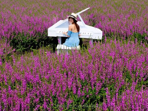 Taipei Travel, Kinds Of Flowers, Taichung Taiwan, Travel Pose, Vietnam Travel Guide, Taiwan Travel, Travel Pictures Poses, Taichung, Lavender Fields