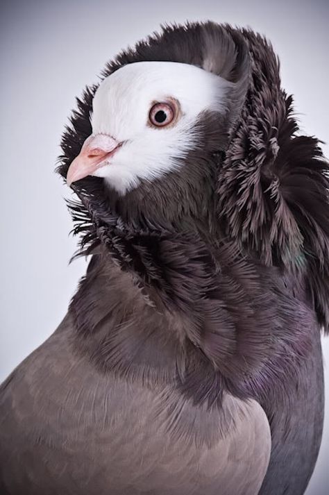 cuteanimalsworld: The Capuchine pigeon: Jacobin Pigeon, Pigeon Pictures, Pigeon Breeds, Body Horror, Old Dutch, Big Bird, All Birds, Exotic Birds, Pretty Birds