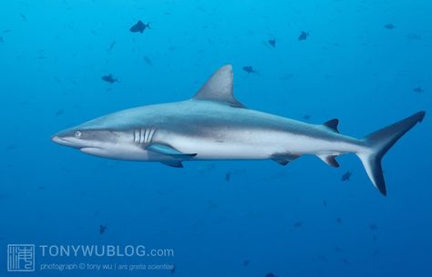 Grey Reef Shark, Shark Drawing, Shark Tattoo, Reef Shark, Shark Tattoos, The Reef, Palau, Underwater Photography, Drawings