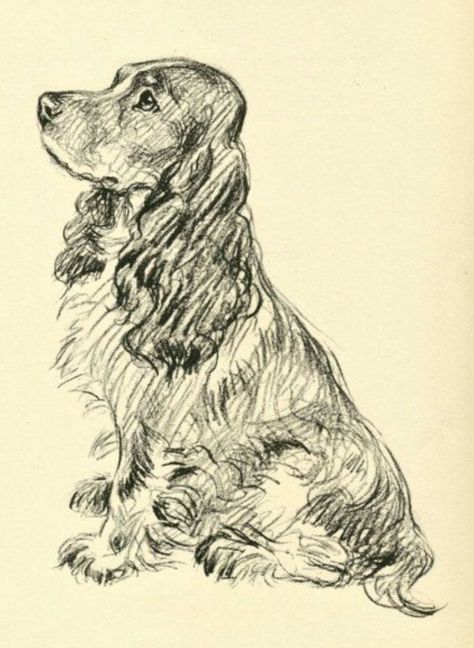 Spaniel Art, Dog Sketch, Cocker Spaniel Dog, Arte Inspo, Animal Sketches, Dog Drawing, Art Sketch, Dog Paintings, Dog Portraits