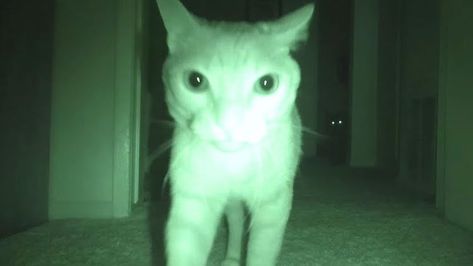 Night Vision Camera Captures How Four Cats Entertain Themselves While Their Humans Are Sleeping at Night Loyal Dog Breeds, Cat Anatomy, What Cat, Cat Sketch, Loyal Dogs, Cat Icon, Cute Cat Gif, Cat Logo, Kitty Kitty