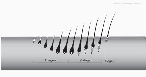 Lash Cycle, Eyelash Growth Cycle, Eyelashes Falling Out, Professional Eyelash Extensions, Diy Eyelash Extensions, Beauty Academy, Lashes Beauty, Eyelash Growth, Natural Eyelashes