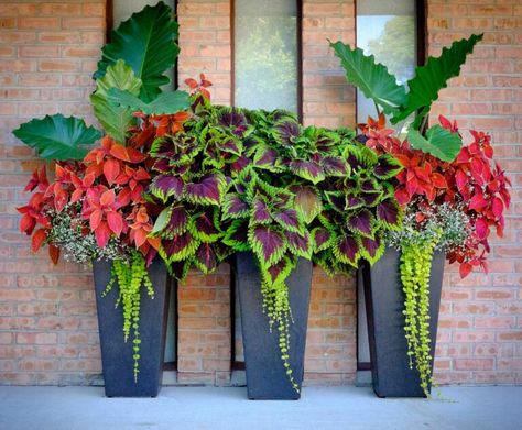 Planters With Coleus, Centsational Style, Front Porch Flower Pots, Front Porch Flowers, Funny Vine, Porch Flowers, Container Garden Design, Container Gardening Flowers, Planter Design