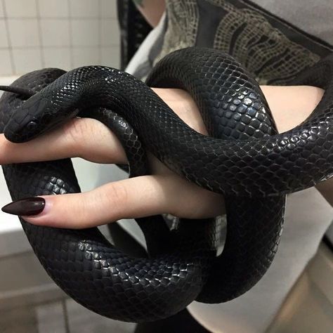 Walburga Black, Stile Harry Potter, Pretty Snakes, Cute Reptiles, Cute Snake, Beautiful Snakes, Pet Snake, Slytherin Aesthetic, Riot Grrrl