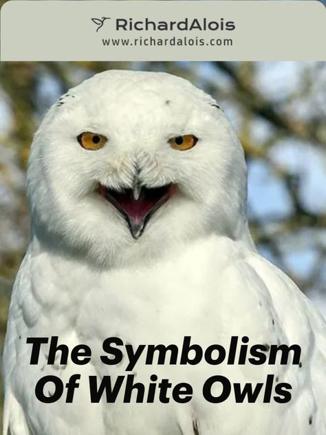 White Owl Meaning, Snow Owls, Owl Animal Spirit, Snow Owl Tattoo, Spiritual Meaning Of Owls, White Owl Spiritual Meaning, Seeing Owl Spiritual Meaning, White Owl Tattoo, Snowy Owl Tattoo