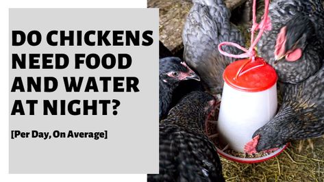 Food And Water Inside Chicken Coop, How To Get Chickens In Coop At Night, Chicken Hacks, Inside Chicken Coop, Water At Night, Training Chickens, Chicken Roost, Chicken Coop Garden, Chicken Owner