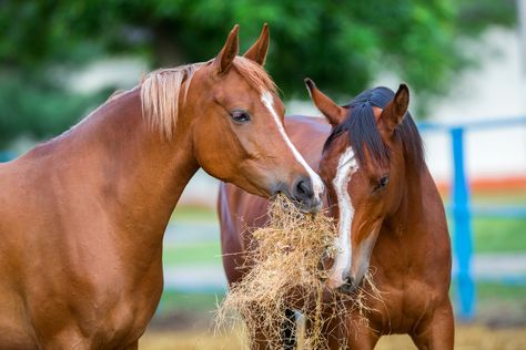 If you have taken the first steps towards feeding your horse a balanced diet that includes a concentrated mineral and vitamin supplement, there’s a chance that your horse may turn its head up when first introduced to it. But don’t be alarmed – horses don’t like change! With some encouragement and patience, however, your horse will come to realize that you only mean the best for their health. Horsefly Trap, Horse Nutrition, Horse Hay, Equine Nutrition, Healthy Horses, Horse Feed, Creature Of Habit, Horse Health, Animal Nutrition