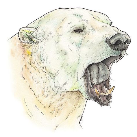 Polar Bear Side Profile, Polar Bear Drawing Realistic, Polar Bear Drawing Reference, Polar Bear Reference, Polar Bear Sketch, Polar Bear Character, Polar Bear Tattoos, Bear Drawing Tattoo, Bear Art Drawing