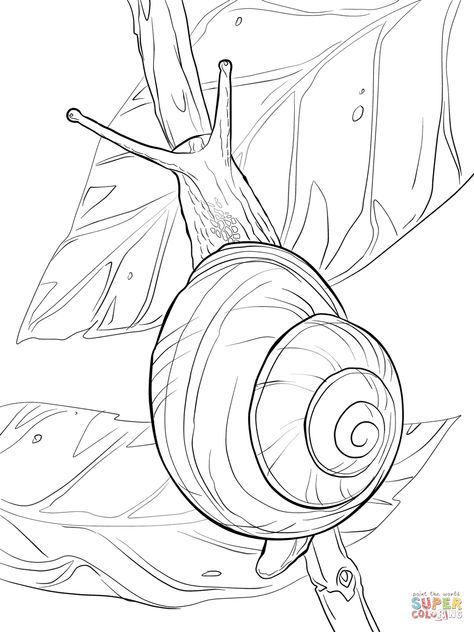 Snail Coloring Pages, Snail Coloring, Snail Art, Insect Art, Pencil Art, Art Drawings Sketches, Printable Coloring Pages, 그림 그리기, Coloring Page