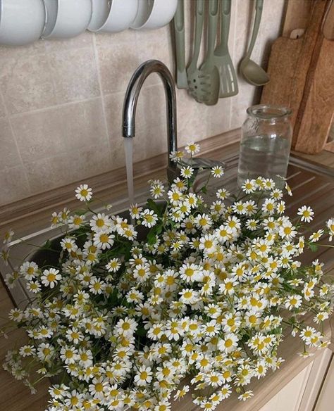 Bunch Of Daisies, Nothing But Flowers, Flower Therapy, Spring Inspiration, Green Aesthetic, Love Flowers, My Flower, Pretty Flowers, Flowers Plants