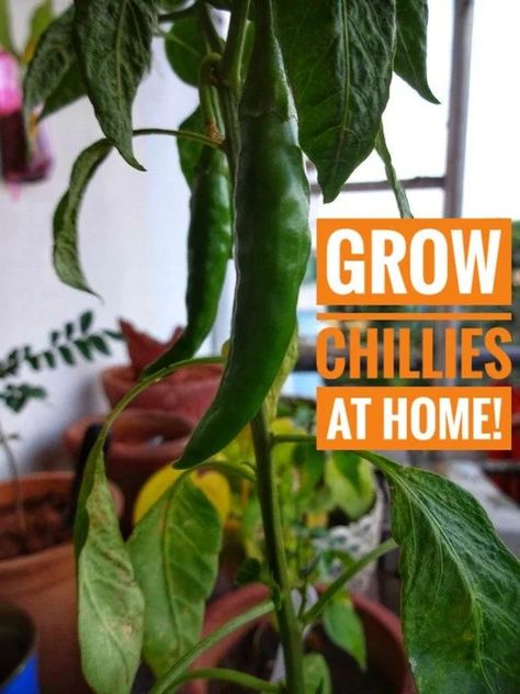 How to Grow CHILLIES at Home!: 4 Steps Chilli Plant Care, Green Chilli Plant, Chili Plant, Spicy Love, Photographing The Moon, Easy Herbs To Grow, Chilli Seeds, Chilli Plant, Growing Vegetables In Pots