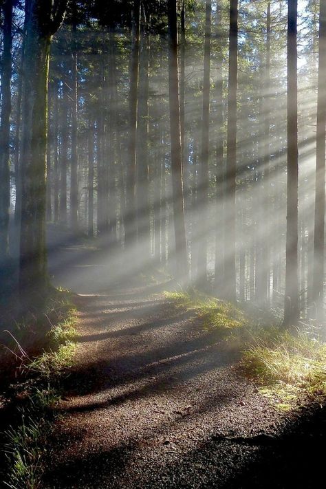 Forest Light Aesthetic, Woods Aesthetic Light, Light Forest Aesthetic, Mystical Forest Aesthetic, Forest Lighting, Light Forest, Forest Light, Forest Photos, Forest Background