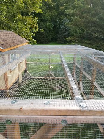 Hi everyone!     Reading here, I see we all have predator issues, which vary greatly depending on... Reban Ayam, Chicken Barn, Chicken Coup, Chicken Coop Run, Chicken Tractor, Backyard Chicken Farming, Chicken Coop Designs, Chicken Garden, Fort Knox