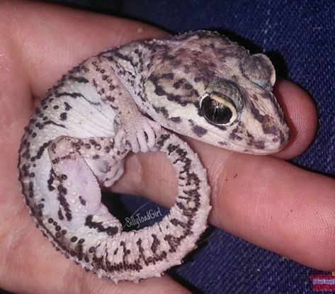 Pictus Gecko Pictus Gecko, Reptiles And Amphibians, Gecko, Amphibians, Reptiles, Animals Wild, Animals, Quick Saves