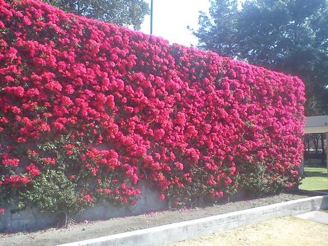 Roof Landscape, Backyard Privacy, Travel Theme Wedding, School Garden, Flower Landscape, Mediterranean Garden, Tree Wallpaper, Patio Stones, Bougainvillea