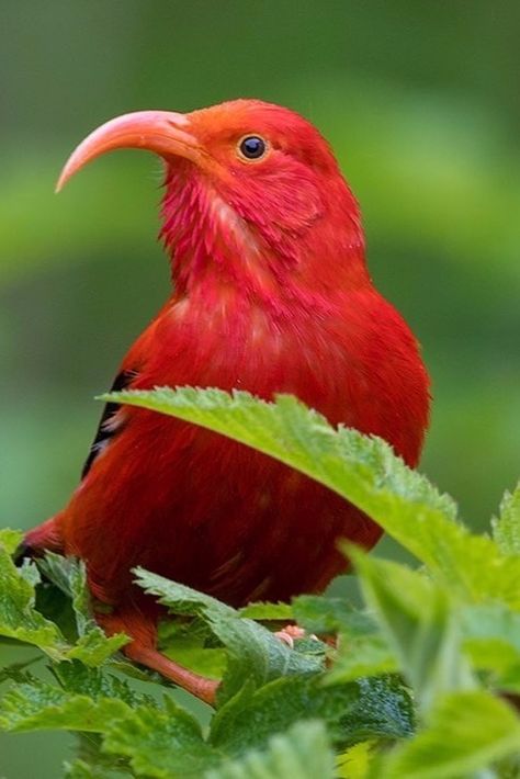 I'iwi at Hakalau. Endangered Native Hawaiian Bird. tomkualii Most Beautiful Birds, Bird Watcher, Funny Birds, Bird Pictures, Exotic Birds, All Birds, Pretty Birds, Colorful Birds, Cute Birds