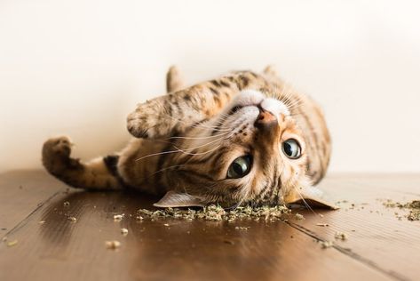 Cats on Catnip by Andrew Marttila     #cats #kittens #felines #kitty #tabby Toyger Cat, Cat Expressions, Funny Kittens, Foster Kittens, Pet Photographer, Funny Cats And Dogs, Kittens Funny, Funny Cat Memes, Funny Cat Pictures