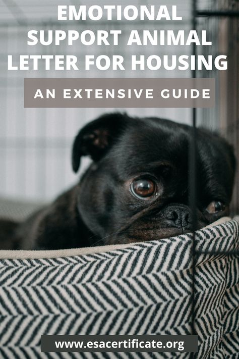 An ESA letter will offer a lot of benefits to the owner of an emotional support animal, which are as follows: 1. It allows the animal to live in the buildings even if they prohibit pets. 2. It makes the ESA owner free from any sort of pet fees and deposits. 3. It prevents a landlord from objecting an ESA, especially because of factors such as its weight or breed Esa Letter, Meds For Dogs, Dog Training Books, Dog Remedies, Free Puppies, Emotional Support Animal, Animal Letters, Puppy Training Tips, English Bulldog Puppy