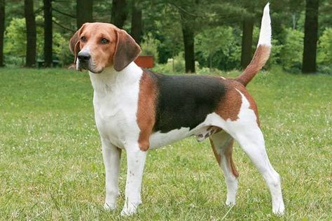 harrier dog Harrier Dog, Medium Sized Dogs Breeds, Pocket Beagle, American Foxhound, Hound Dogs, Dog Breeds Medium, Rare Dogs, Popular Dog Breeds, Most Popular Dog Breeds