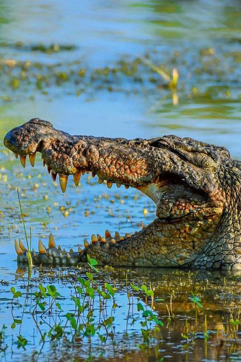 Nile Crocodile, Saltwater Crocodile, American Alligator, Safari Tour, Crocodiles, Cozumel, African Safari, Wildlife Photography, Reptiles