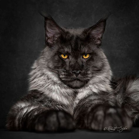 Maine Coon, like most other cats, has an enviable grace and imperturbable character. This breed is suitable for families with children and the elderly. Your large pet will become a true friend who will kindly greet you at the end of a hard day and calm you down with his melodic rumbling. Pet Lion, Huge Cat, Dream's Cat, Gorgeous Cats, Cat Walk, Animal Companions, Kitty Cats, Large Animals, Maine Coon