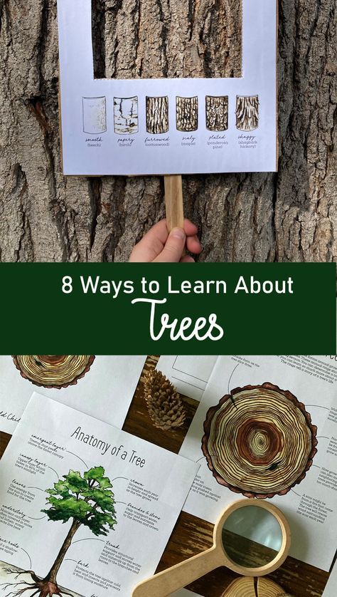 Leaf Nature Study, Summer Camp Nature Activities, Upper Elementary Nature Study, Kindergarten Nature Journal, Forest School Water Activities, Tree Nature Study, Forestry Activities For Kids, Camping Homeschool Activities, Nature Based Therapy