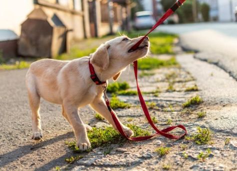 Dr. Shelby Loos, DVM, explains the step-by-step process of training your puppy. Puppy Socialization, Starting Potty Training, Puppies Tips, Puppy Biting, Puppy Pads, Getting A Puppy, Goldendoodle Puppy, Bull Terriers, Dog Biting