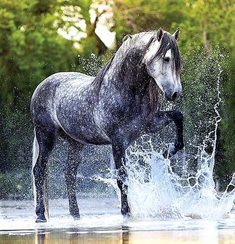 Schönes Pferd # Wasser Gorgeous Horse Photography, Dapple Grey Horses, Horse Reference, Horse Wallpaper, Andalusian Horse, Most Beautiful Horses, Grey Horse, Horse Drawing, Airbrush Art