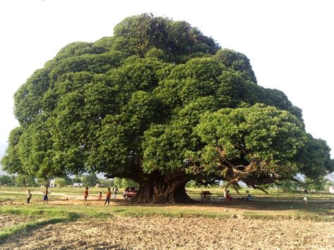 New Nature Wallpaper, Ancient Trees, Big Trees, Baobab Tree, Picture Tree, Giant Tree, Old Trees, Ancient Tree, Unique Trees