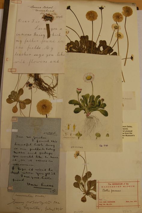 Victorian botanists - specimens Victorian Science Aesthetic, Victorian Naturalist Aesthetic, Victorian Botanist Aesthetic, Tide Aesthetic, Science Academia, Passion Journal, Victorian Naturalist, Dark Green Academia, Naturalist Decor