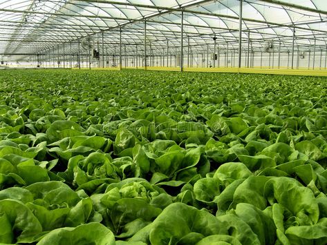 Hydroponics. Hydroponic Lettuces growing in Greenhouse , #ad, #Hydroponic, #Hydroponics, #Lettuces, #Greenhouse, #growing #ad Greenhouse Hydroponics, Hydroponic Greenhouse, Hydroponic Lettuce, Home Hydroponics, Greenhouse Growing, Bonsai Plants, Plant Pictures, Back Gardens, Trees And Shrubs