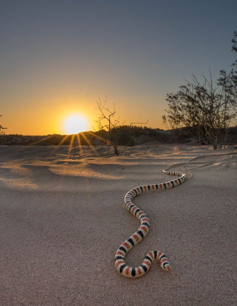 Mexico Desert Aesthetic, Sand Snake, Colorado Desert, Desert Snake, Desert Wildlife, Mexico Desert, Thar Desert, Sonora Desert, Desert Aesthetic