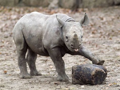 A black rhinoceros calf strikes a cheeky pose at Berlin Zoo Animal Extinction, Rhino Species, Baby Rhino, Chester Zoo, Animal Attack, Dangerous Animals, English Bull Terriers, Zoo Animal, Team Work