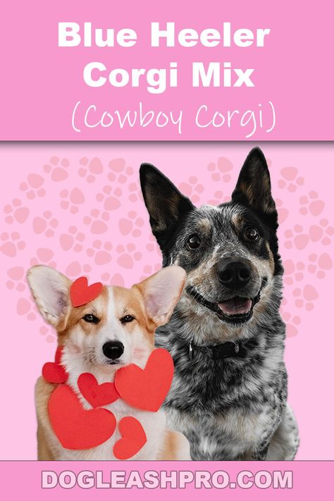 Blue Heeler Corgi Mix puppy Cowboy Corgi Puppies, Corgi Mix Puppies, Cowboy Corgi, Cattle Dog Puppy, Wireless Dog Fence, Dog Dna Test, Corgi Mix, Dog Essentials, Red Heeler