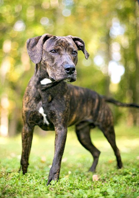 Plott Hound Brindle, Plott Hound Puppy, Brindle Dog, Hound Dog Breeds, Plott Hound, Hound Dogs, Paracord Diy, Hound Puppies, The Fox And The Hound