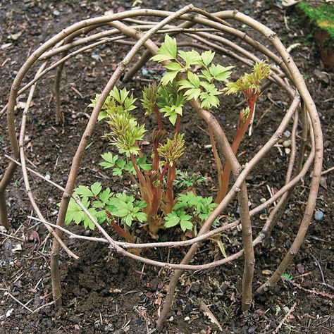 String Garden, Branches Diy, Garden Vines, Plants Growing, Garden Types, Garden Artwork, Diy Garden Projects, Plant Supports, Garden Care