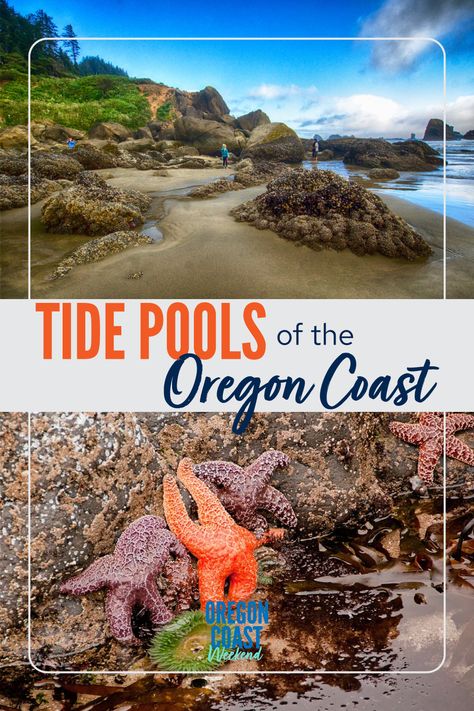 A guide to finding tide pools on the Oregon Coast with maps and tips on when to visit, what animals you'll see and how to explore safely. Click to read on or save for later. Blue Pool Oregon, Pictures Of Sea Creatures, Pictures Of Sea, See Creatures, Oceanside Oregon, Oregon Coast Vacation, Oceanside Beach, West Coast Travel, Seaside Oregon