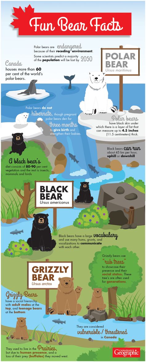 Canada is home to three species of bear, each with their own unique… Bear Facts For Kids, Facts About Bears, Fun Facts About Canada, Canada For Kids, Facts About Canada, Animal Facts For Kids, Animal Infographic, Canadian Animals, Bear Species