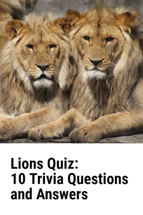 The Lions Quiz includes some multiple choice trivia questions with answers about these animals. How many correct answers will you give? #quiz #quizzes #animals #trivia Adult Party Games For Large Groups, Adult Party Games Funny, Kids Quiz Questions, Animal Trivia, Cat Questions, Animal Quiz, Questions With Answers, Truth Or Dare Questions, Canine Tooth